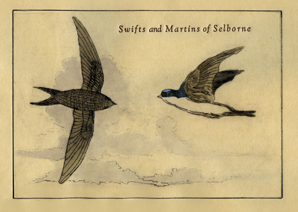 Swifts and Martins of Selborne title page